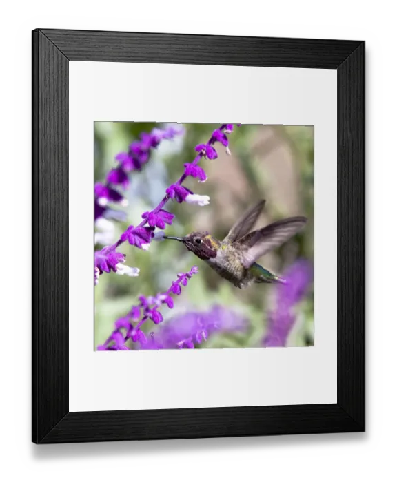 Framed Print : Rainbow Hummingbird Framed Print : Rainbow Hummingbird