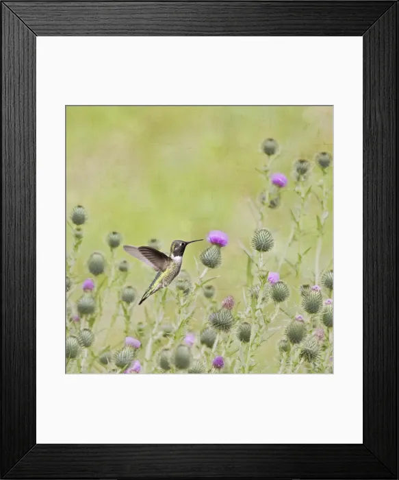 Framed Print : Black Chinned Hummingbird Framed Print : Black Chinned Hummingbird