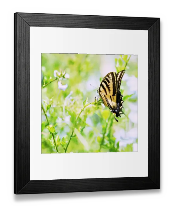Framed Print : Butterfly Summer Dream