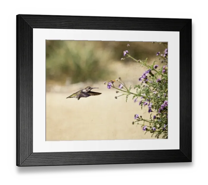 Framed Print : Two Friends-Annas Hummingbird Framed Print : Two Friends-Annas Hummingbird