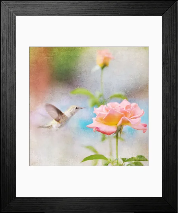 Framed Print : Allens Hummingbird with rose Framed Print : Allens Hummingbird with rose