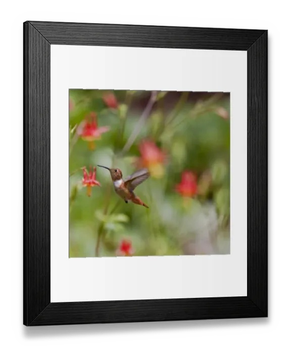 Framed Print : Scarlet Kingdom Framed Print : Scarlet Kingdom