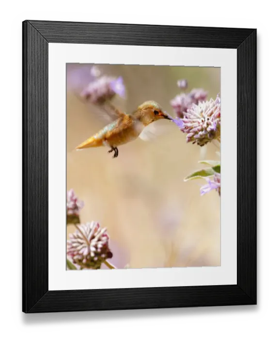 Framed Print : A Golden Moment Framed Print : A Golden Moment