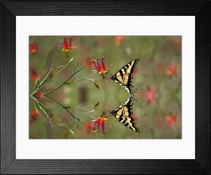 Framed Print : Swallowtail in a Scarlet Dream Framed Print : Swallowtail in a Scarlet Dream