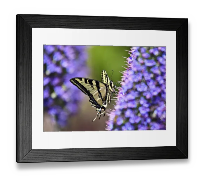 Framed Print : Swallowtail Butterfly on Perfect Purple bokeh