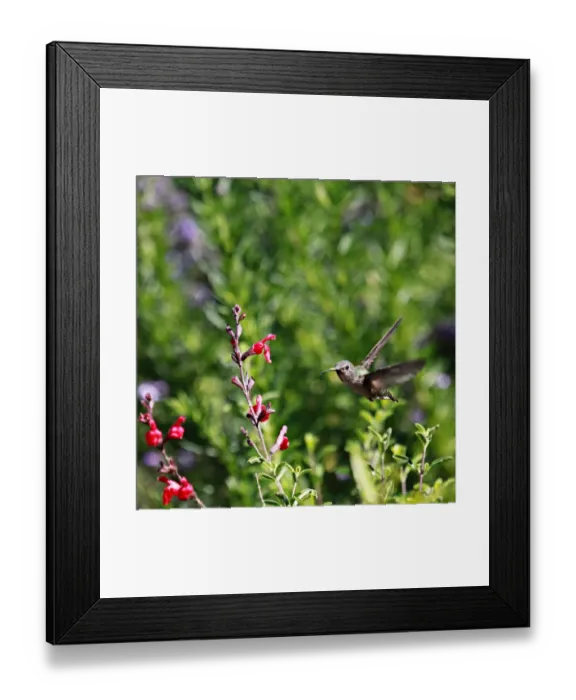 Framed Print : An Annas Hummingbird In Flight Framed Print : An Annas Hummingbird In Flight