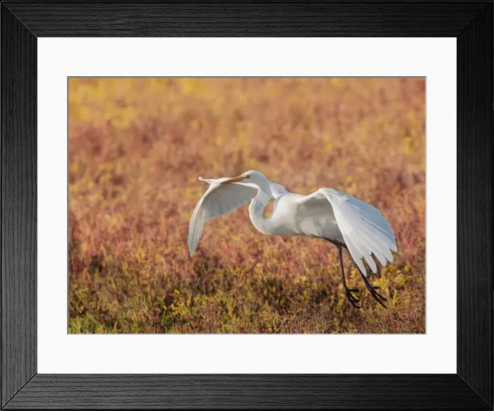 Framed Print : Great Egret In Flight Framed Print : Great Egret In Flight