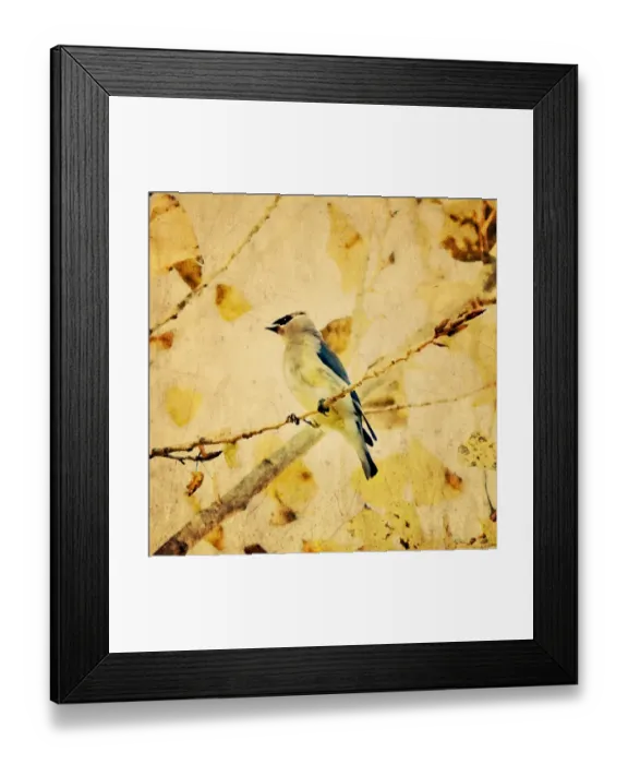 Framed Print : Cedar Waxwing On Golden Autumn Leaves Framed Print : Cedar Waxwing On Golden Autumn Leaves