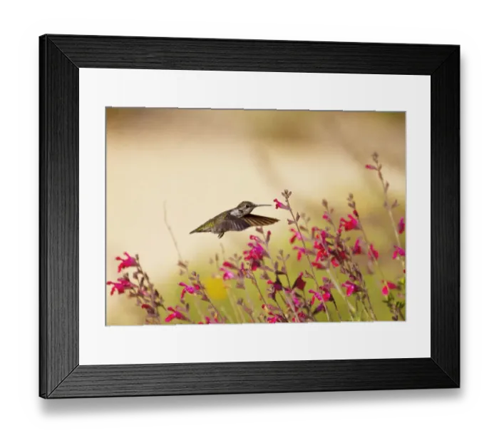 Framed Print : Allens Hummingbird in Flight Framed Print : Allens Hummingbird in Flight