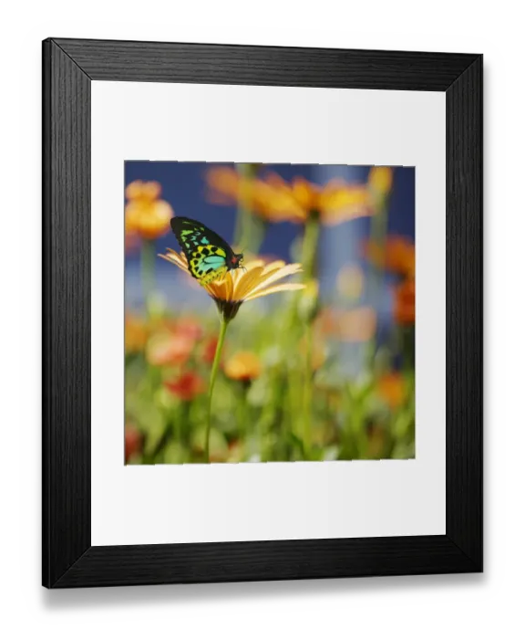 Framed Print : Butterfly On African Daisy Framed Print : Butterfly On African Daisy