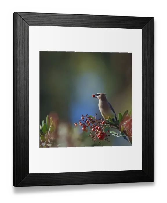 Framed Print : Cedar Waxwing With Berry in Mouth Framed Print : Cedar Waxwing With Berry in Mouth