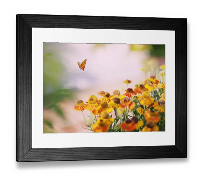 Framed Print : Gulf Fritillary Butterfly Framed Print : Gulf Fritillary Butterfly