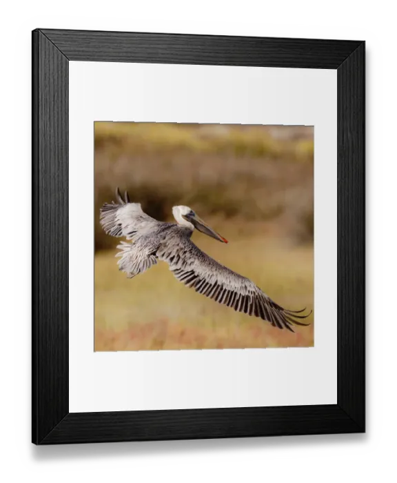 Framed Print : Brown Pelican In Flight Framed Print : Brown Pelican In Flight