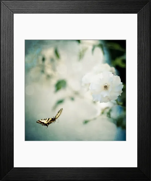 Framed Print : Butterly and Roses Framed Print : Butterly and Roses