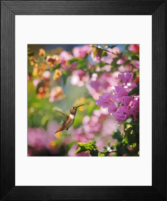 Framed Print : Allens Hummingbird Framed Print : Allens Hummingbird