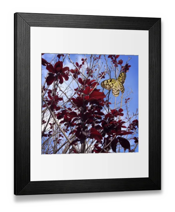 Framed Print : Perfect Purple Framed Print : Perfect Purple
