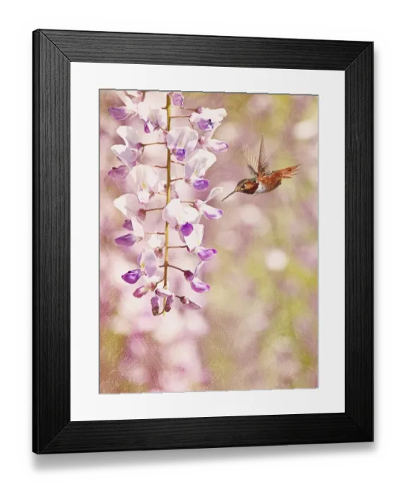 Framed Print : Perfect Purple Framed Print : Perfect Purple