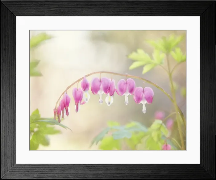 Framed Print : All Is Love Framed Print : All Is Love