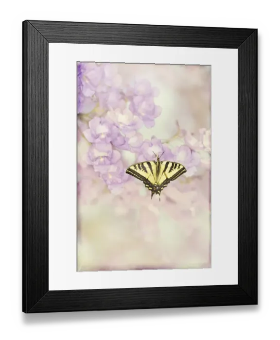 Framed Print : Swallowtail Butterfly Framed Print : Swallowtail Butterfly