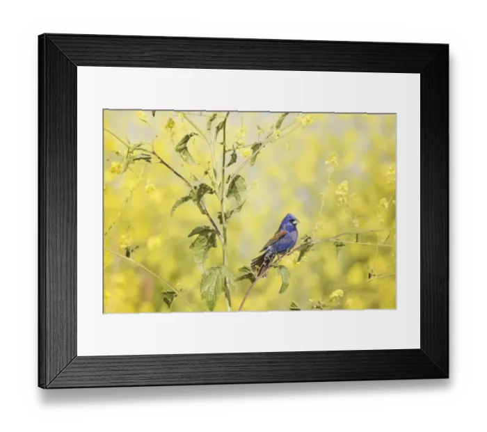 Framed Print : Blue Grosbeak Perched Framed Print : Blue Grosbeak Perched