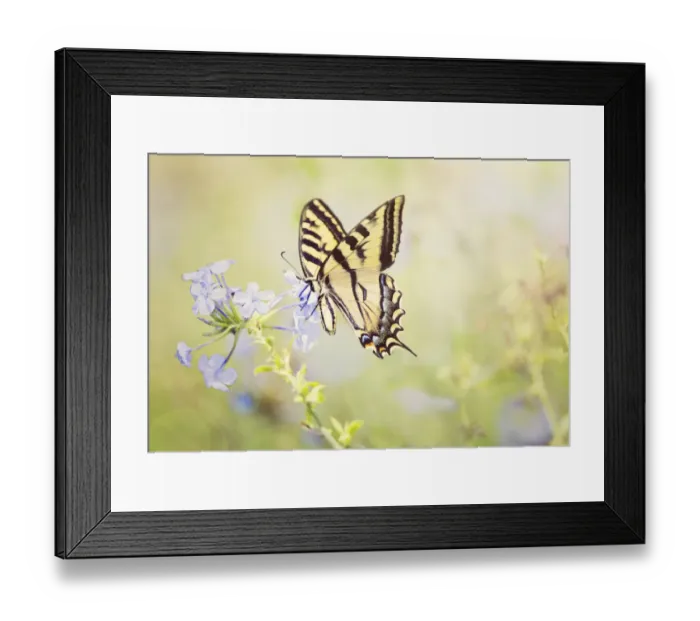 Framed Print : Swallowtail Enjoying Phlox Framed Print : Swallowtail Enjoying Phlox