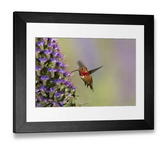 Framed Print : Hummingbird iridescence captured Framed Print : Hummingbird iridescence captured