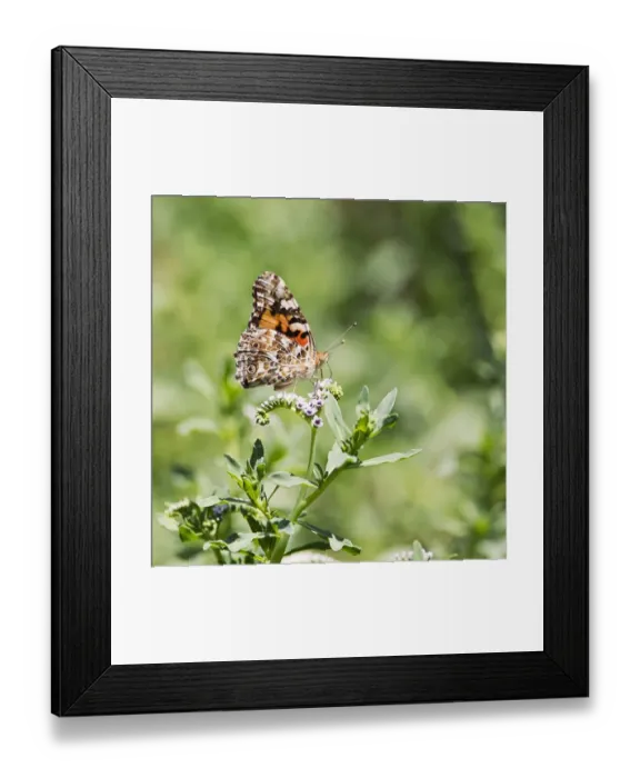 Framed Print : Painted Lady Butterfly