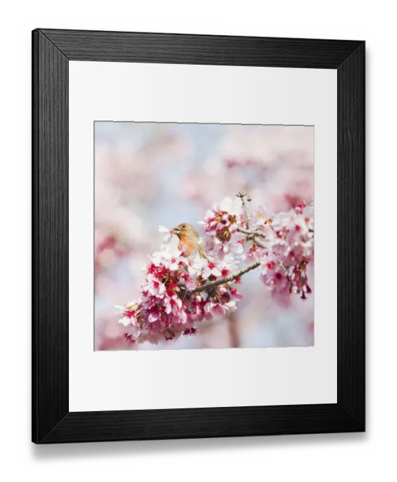 Framed Print : Finch in black plum blossom tree Framed Print : Finch in black plum blossom tree
