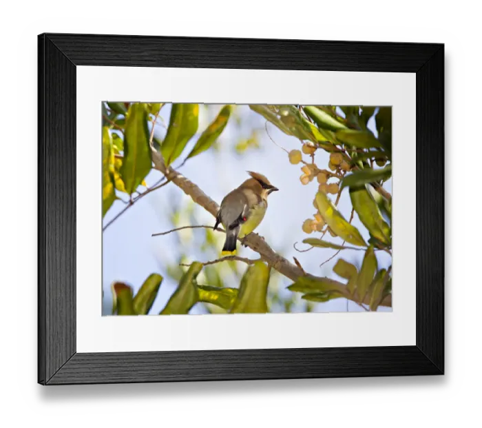Framed Print : Cedar Waxwing perched in tree Framed Print : Cedar Waxwing perched in tree