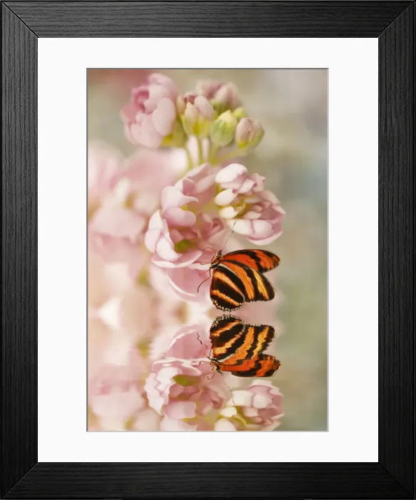Framed Print : Butterfly on a Pink Flower Framed Print : Butterfly on a Pink Flower