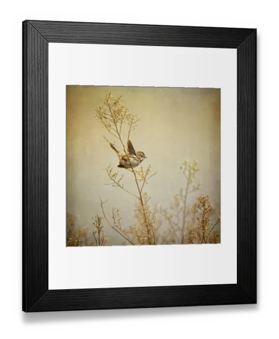 Framed Print : Song sparrow Framed Print : Song sparrow