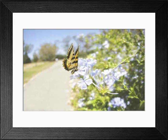 Framed Print : Swallowtail butterfly Framed Print : Swallowtail butterfly