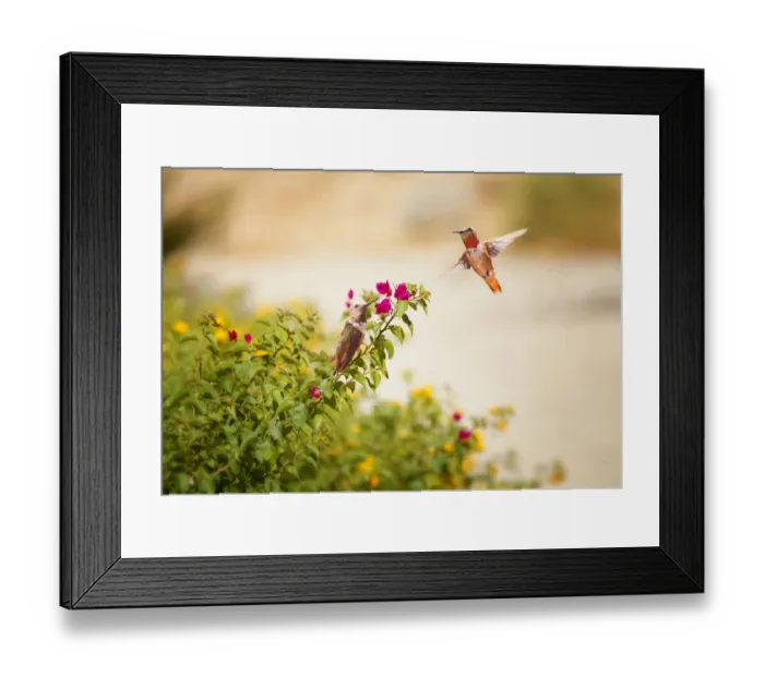 Framed Print : Hummingbirds Framed Print : Hummingbirds