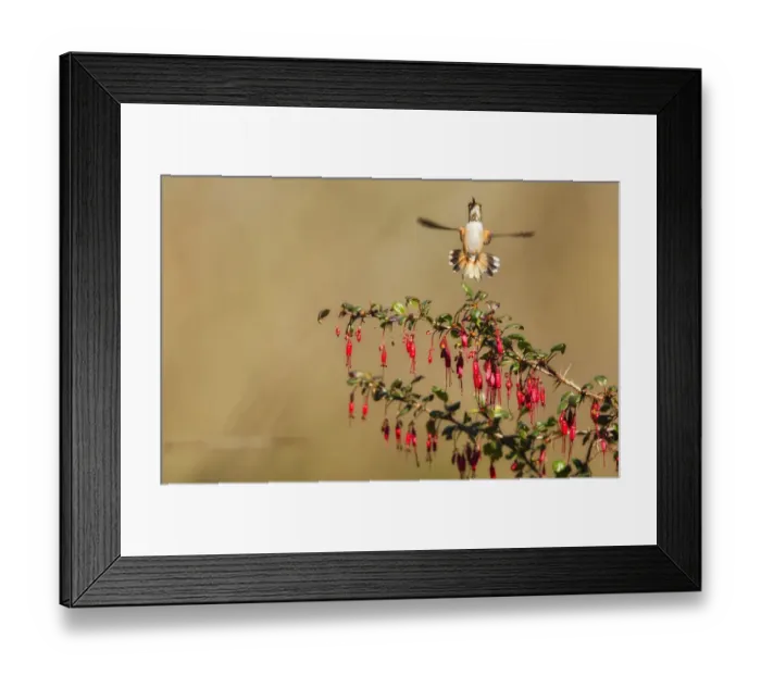 Framed Print : Allens Hummingbird Framed Print : Allens Hummingbird