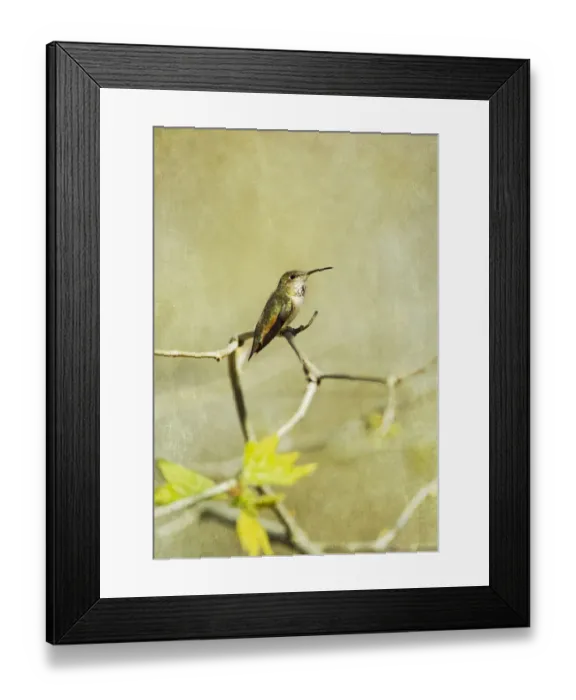 Framed Print : Allens Hummingbird Framed Print : Allens Hummingbird