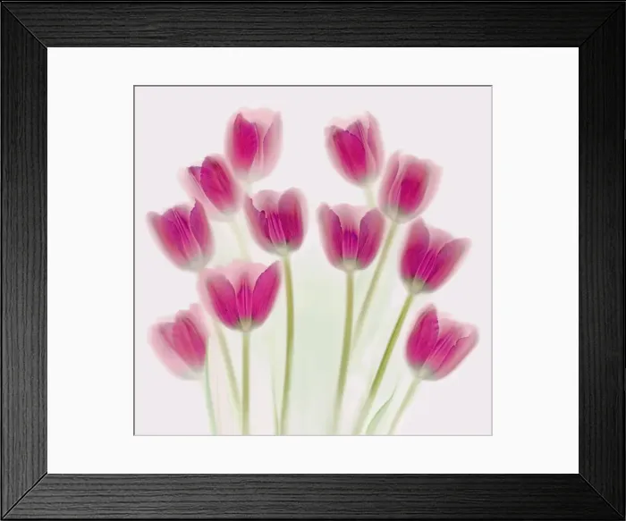 Framed Print : Purple Tulips Framed Print : Purple Tulips