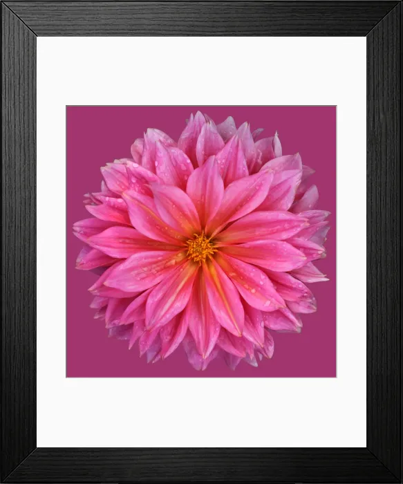 Framed Print : Pink Glow. Pink dinner plate dahlia Framed Print : Pink Glow. Pink dinner plate dahlia