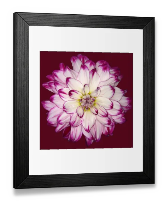 Framed Print : Who Dun It Framed Print : Who Dun It