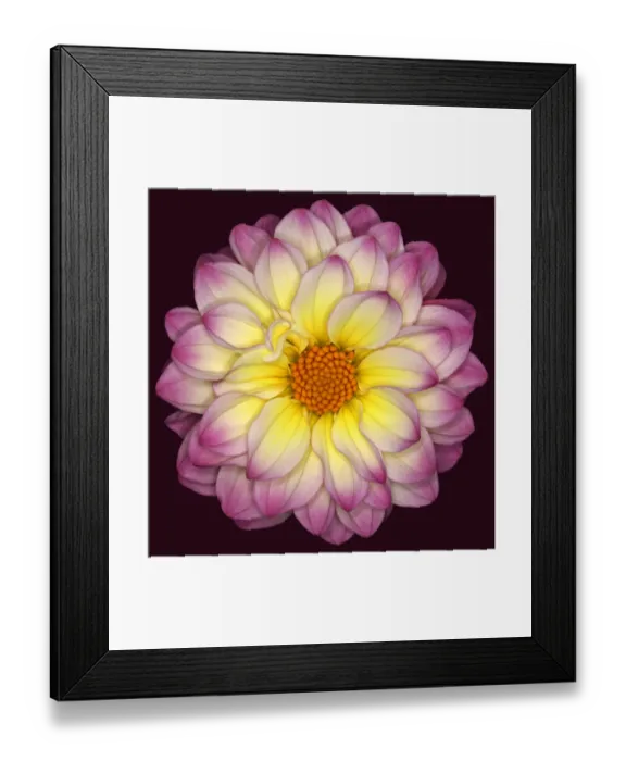 Framed Print : El Paso. Dahlia El Paso Framed Print : El Paso. Dahlia El Paso