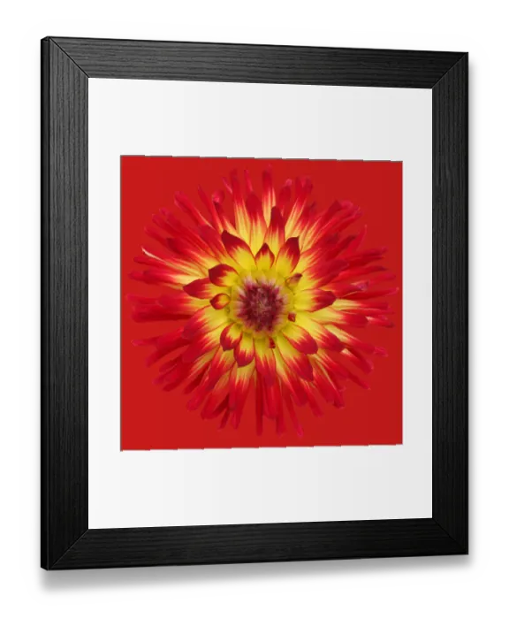 Framed Print : Weston Spanish Dancer Framed Print : Weston Spanish Dancer
