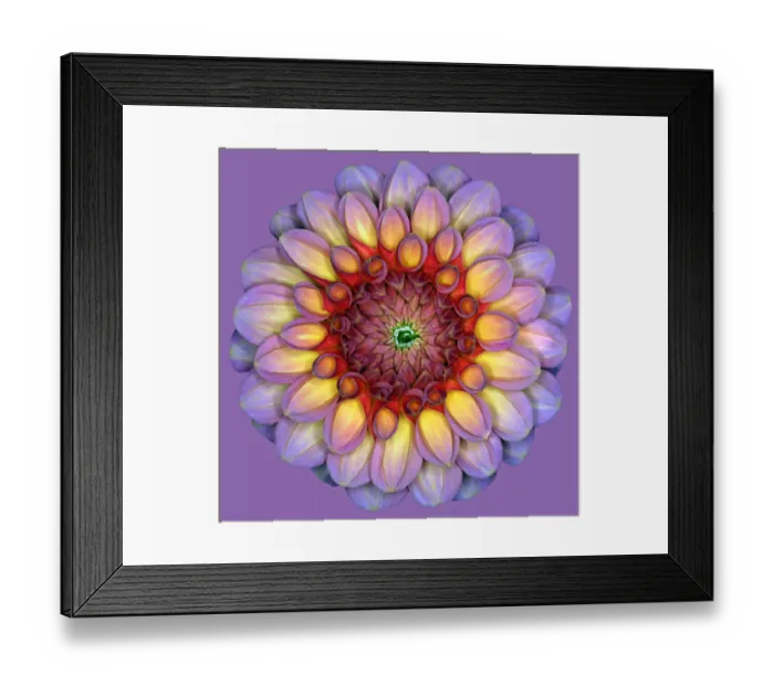 Framed Print : Aimie. Dahlia Aimie Framed Print : Aimie. Dahlia Aimie