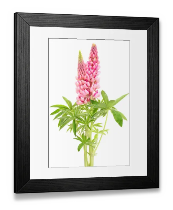 Framed Print : Lupins. Pink lupins Framed Print : Lupins. Pink lupins