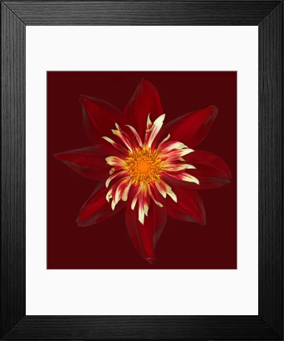 Framed Print : Chimborazo Framed Print : Chimborazo