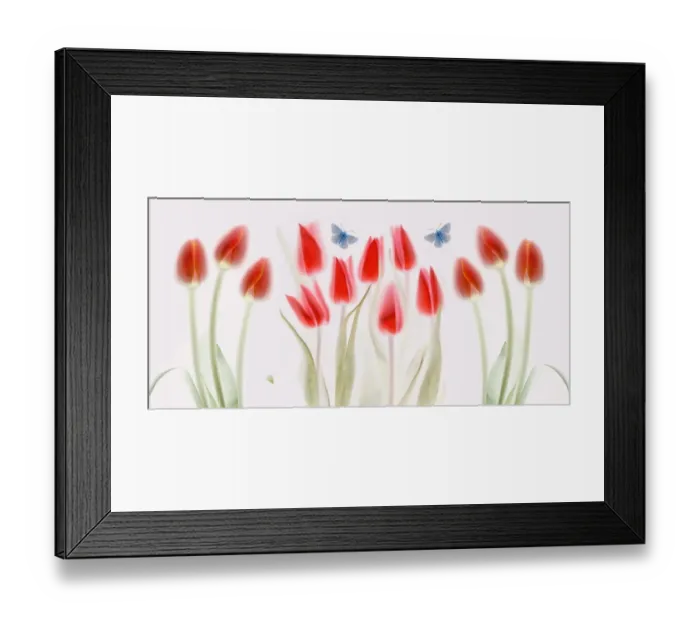 Framed Print : Tulips. Scanned tulips Framed Print : Tulips. Scanned tulips