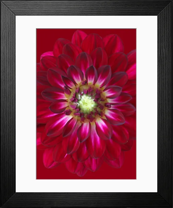 Framed Print : Burgundy. Purple dahlia