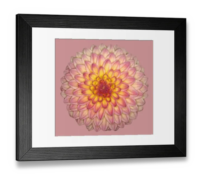Framed Print : Wootton phoebe Framed Print : Wootton phoebe