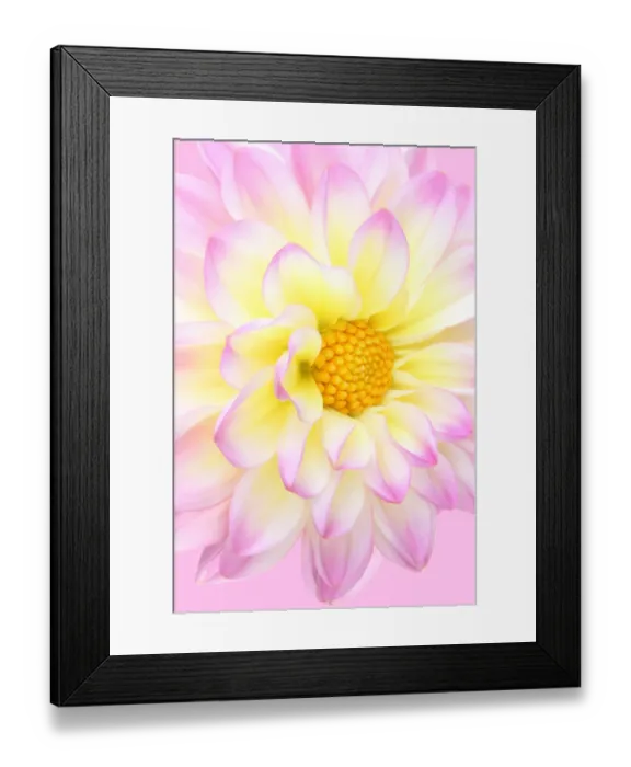 Framed Print : El paso. Dahlia el paso Framed Print : El paso. Dahlia el paso