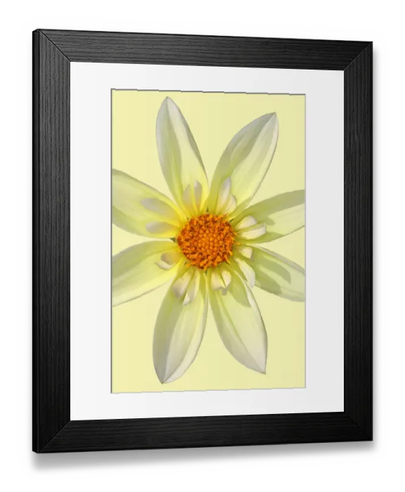 Framed Print : Lemon longhorn Framed Print : Lemon longhorn