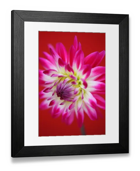 Framed Print : Geerlings sorbet Framed Print : Geerlings sorbet