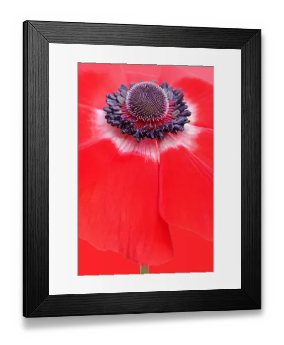 Framed Print : Anemone. Red anemone Framed Print : Anemone. Red anemone